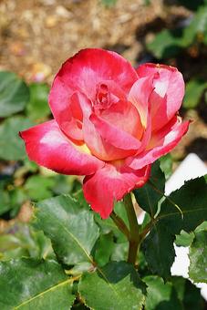 荒牧バラ園720　モン・シェリー 兵庫県,荒牧バラ園,バラの写真素材