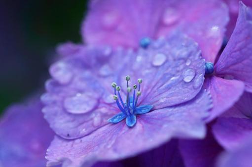 淋雨而開花, JPG 淋雨而開花, hydrangea, flower, hydrangea plant, JPG