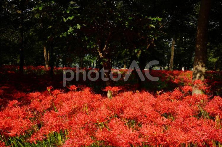 日高市巾着田の曼殊沙華 曼殊沙華,彼岸花,巾着田の写真素材