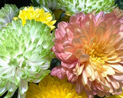 ピンポンマム ピンポンマム マム,ピンポンマム,花の写真素材