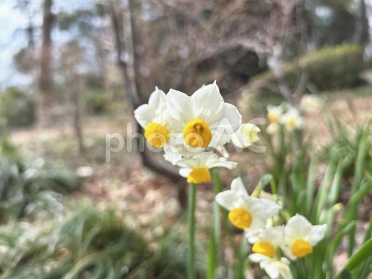 日射しを浴びるスイセンの花 スイセン,水仙,花の写真素材