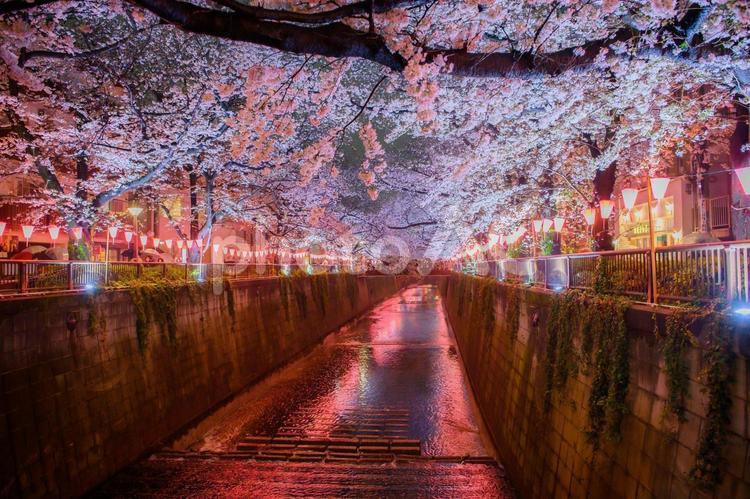 目黒川　桜のライトアップ 桜,夜桜,目黒川の写真素材