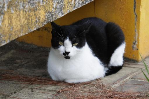 公園ネコ　沖縄県　那覇市 ネコ,かわいい,もふもふの写真素材