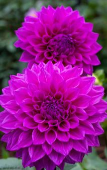 ダリア ダリアの写真