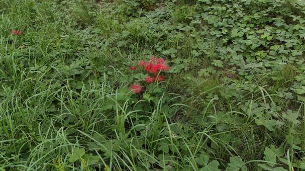 彼岸花001の写真