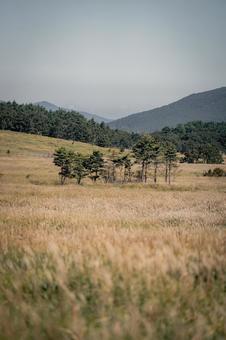 大分県　タデ原湿原のススキ 晩秋,11月,ビーナスラインの写真素材