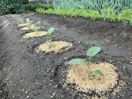 ブロッコリーの苗 ブロッコリーの苗 ブロッコリー,苗,野菜の写真素材
