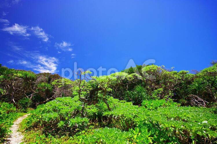 南国沖縄の紺碧の空と亜熱帯植物 沖縄,自然,植物の写真素材