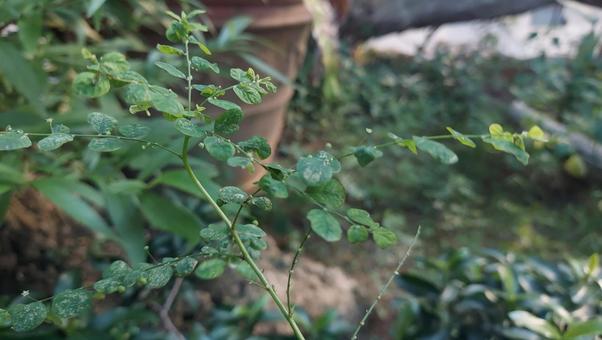 日陰の植物の写真