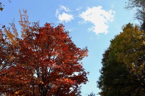 紅葉の女神湖の写真