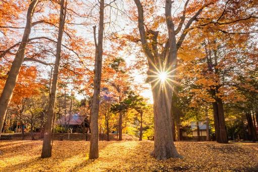 木漏れ日あふれる紅葉の風景 木漏れ日あふれる紅葉の風景 紅葉,秋,木漏れ日の写真素材