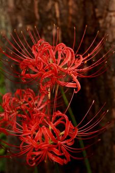 曼殊沙華 曼殊沙華 曼殊沙華,ヒガンバナ,秋の写真素材
