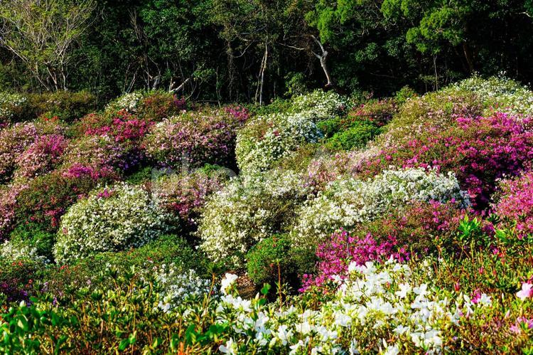 咲き誇るつつじの花畑 花,植物,自然の写真素材