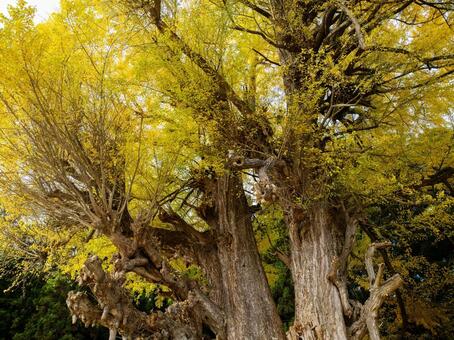 丸森の大銀杏⑼ イチョウ,黄葉,秋の写真素材