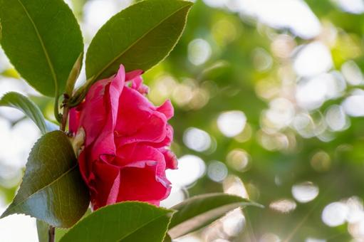 新緑の中に咲く椿の一輪 新緑の中に咲く椿の一輪 椿,花,赤の写真素材
