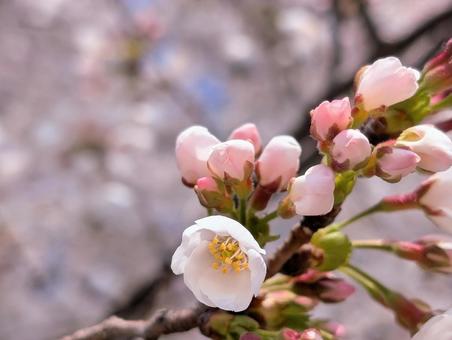 桜咲く 桜咲くの写真