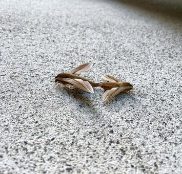 交尾中の蛾 交尾中の蛾の写真
