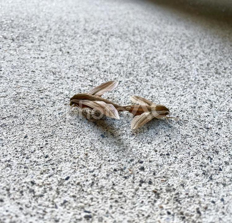 交尾中の蛾 蛾,昆虫,生き物の写真素材