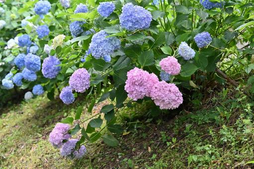 Photo, hydrangea, rainy season, flower, 