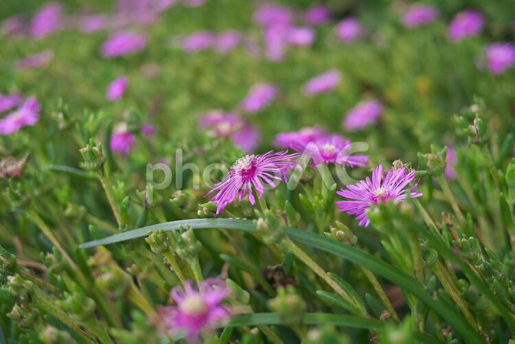 ピンクのマツバギクの花壇 ピンクのマツバギクの花壇 花,自然,紫の写真素材