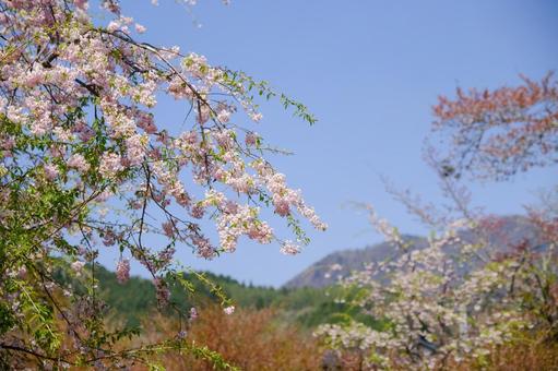 忍野八海 桜 忍野八海 桜の写真