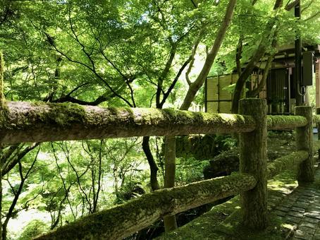 森の小道の柵 森,緑,柵の写真素材