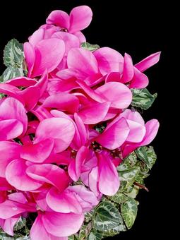 シクラメン シクラメン,飾り付け,ディスプレイの写真素材