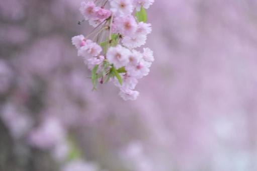 桜 桜の写真
