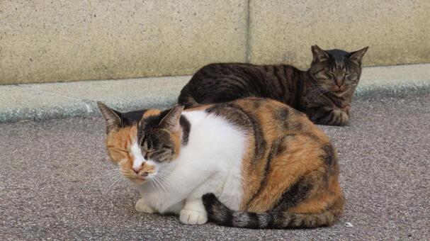 お昼寝タイムに入ったもふもふな猫様たち 三毛猫,猫,キジトラの写真素材