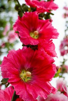 6月上旬の仏生山公園のタチアオイの花 6月上旬の仏生山公園のタチアオイの花 タチアオイ,花,植物の写真素材
