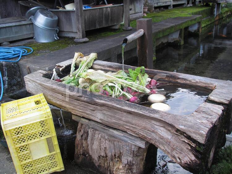 採れたて野菜 野菜,自然,水の写真素材