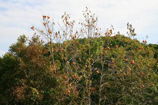 豊かな秋の恵み 今治市,秋,自然の写真素材