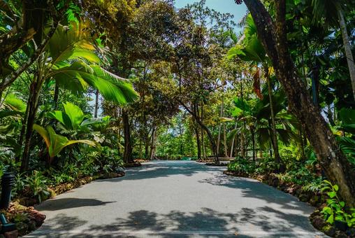 【シンガポール】植物園オーキッドガーデン オーキッドガーデン,ナショナル,国立の写真素材