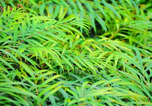 Photo, leaf, green, natural, 