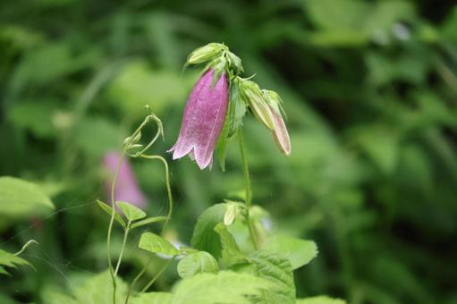 赤紫色の花びらのホタルブクロの花 赤紫色の花びらのホタルブクロの花の写真