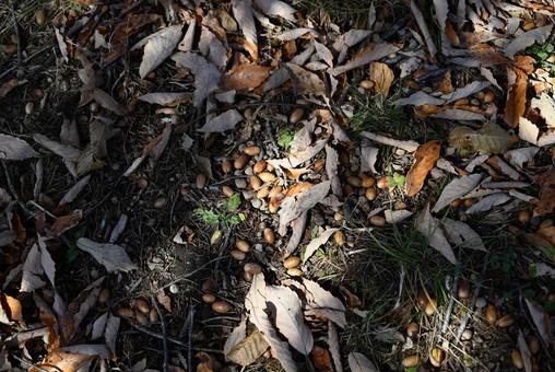 どんぐり どんぐり,枯れ葉,落ち葉の写真素材