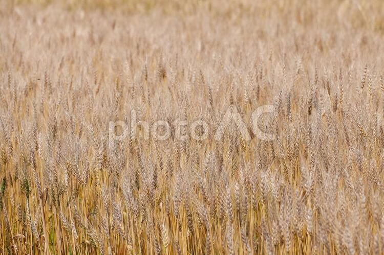 北海道の麦畑 北海道,畑,自然の写真素材