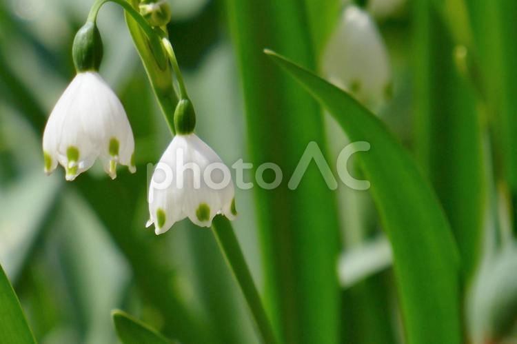 接写したスノーフレークの花 スノーフレーク,花,白の写真素材