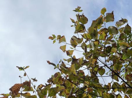 神田川9月：秋の紅葉のフレーム　2025 樹木,紅葉,枯れ木の写真素材