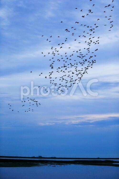 早朝の野付半島 野付半島,鳥,野鳥の写真素材
