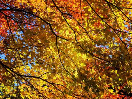 紅葉_009 自然,景色,風景の写真素材