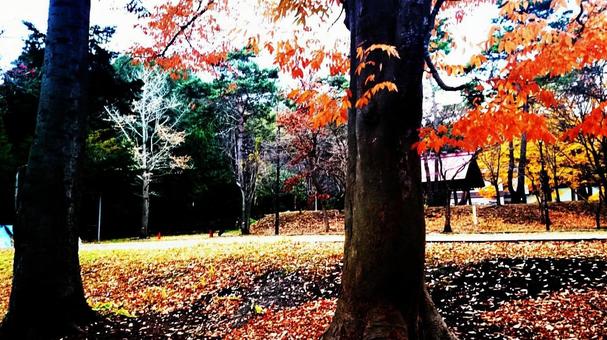 秋の円山公園 秋の円山公園 円山公園,紅葉,秋晴れの写真素材