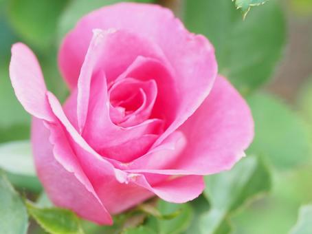 ピンクのバラ バラ,薔薇,roseの写真素材