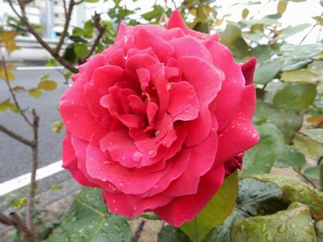 【薔薇の写真】バラの花 【薔薇の写真】バラの花の写真