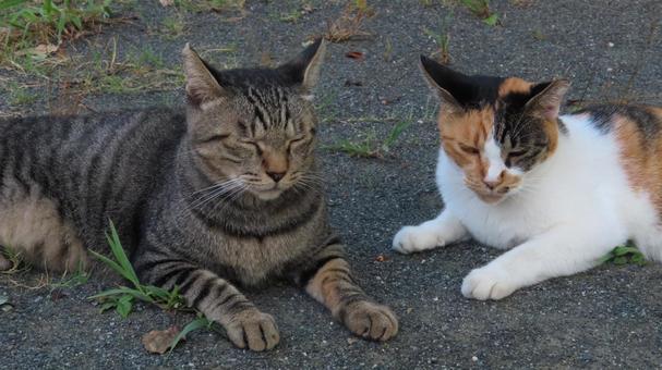 ラブラブでもふもふな三毛猫たちの夕涼み ラブラブでもふもふな三毛猫たちの夕涼み 三毛猫,猫,キジトラの写真素材