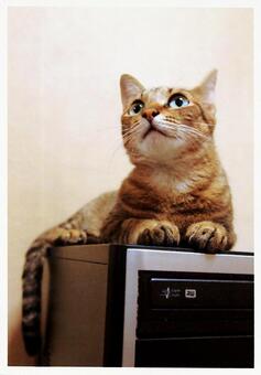 ねこ ねこの写真