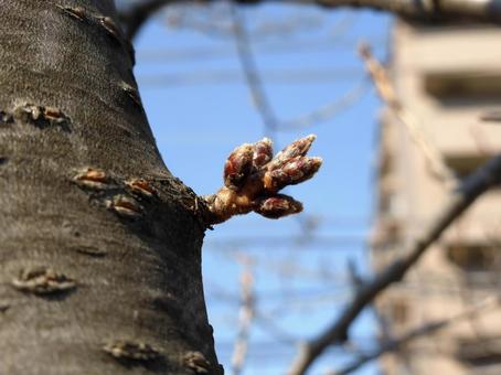 2月中旬、桜の幹から伸びたツボミ 桜,木,幹の写真素材