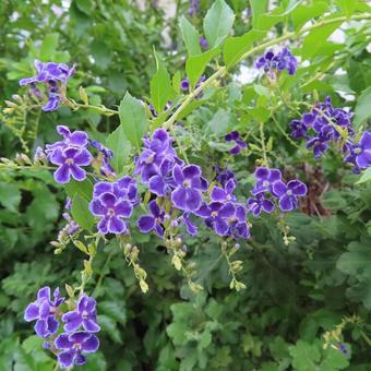 デュランタ デュランタ デュランタ,花,花びらの写真素材
