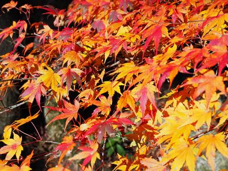 Photo, autumn leaves, momiji, ilohomomiji, 