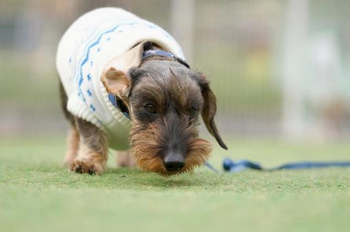ミニチュアダックスのポートレート 犬,ミニチュアダックス,ワイヤーヘアードの写真素材
